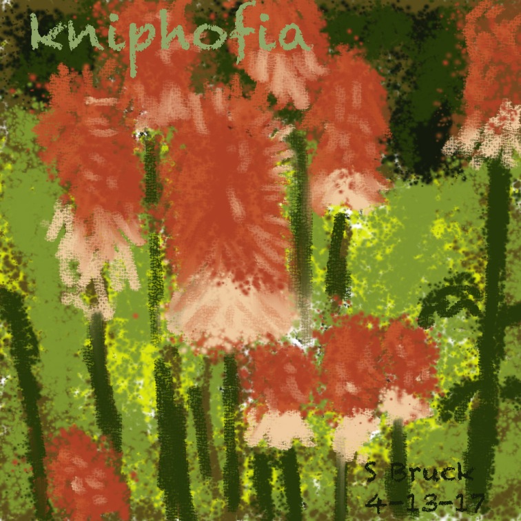 kniphofia
