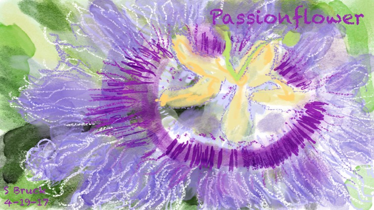 passion flower.jpg