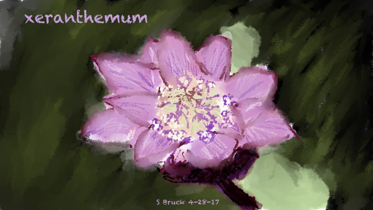 xeranthemum
